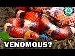 The Weirdest Backyard Snake You've Never Seen Before
