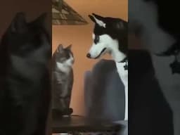 CRAZY Funny PETS Part2 #shorts