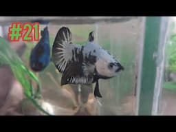 Mis Peces Bettas junio 2025 - Gente Betta Venezuela Dorman