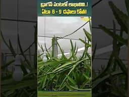 Dragon Fruit Farming & Profit #ToneAgri #PaloraDragonFruit #DragonFruit #ExoticFruitFarming #shorts