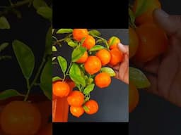 Top 13 Fruit Plants To Grow In Pots #containergardening #garden  #FruitPlantsToGrowInPots #gardening