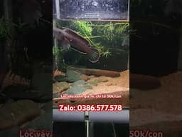 Cá lóc vây xanh #caloccanh #shortvideo #short