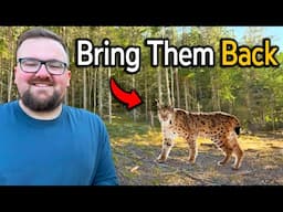 The UK Needs To Reintroduce Lynx