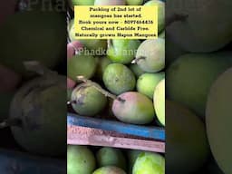 रत्नागिरी हापूस आंबा | Kokan Ratnagiri Mangoes | Pritis World #pritisworld #aamba #ratnagiri #konkan