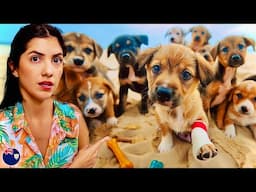 WE FOUND A PUPPY SANCTUARY ON A SECRET ISLAND 🇦🇮 (ANGUILLA)