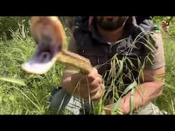Zehirsiz yılan ısırması ve sonuçları
