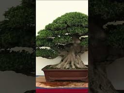 Bonsai Masterpieces #taiwan #penjing #bonsai #masterpiece #artwork