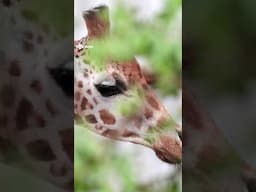 Female giraffe arrives at safari park in bid to boost breeding programme