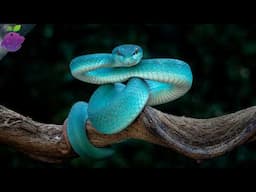 15 Most Beautiful Snakes in the World (You’ve Never Seen Colors Like These!)