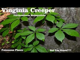 Invasive Species Vs. Naturalized Plants, What's The Difference?