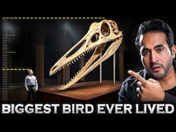 The Biggest Flying Monster to Ever Live | How did it DIE?