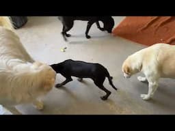 Our Lovely Duke is Making Friends Now! Look How Strong he Became! - Takis Shelter