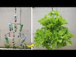 Turn series of old plastic bottles into a beautiful hanging vegetable garden