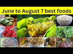 June to August foods for all birds | Budgies,Lovebirds summers food list | Mujeeb Birds Breeding