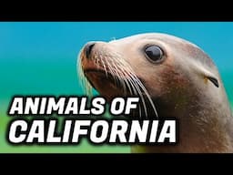 What Is The National Animal Of California?