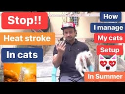 Hot Weather? Cool Cat! 🐱 Summer Survival Guide | watch my Cats setup in summer | Urdu| Hindi