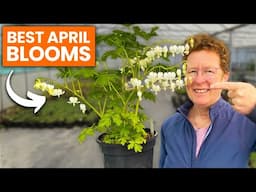 8 Garden Favourites in Bloom Now: April Flowering Perennials on the Nursery