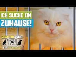 Das Tierheim braucht eure Hilfe! Gewitter sucht ein Zuhause
