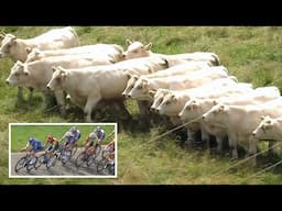 Cows Line Up in Perfect Formation to Watch Cycling Race | Criterium du Dauphiné 2025 Stage 5