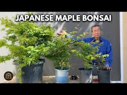 How to Grow Saplings into Respectable Japanese Maple Bonsai