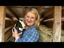The Baby Goats are HERE!