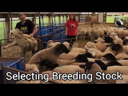 Dorset Breeding Stock Chosen Today!