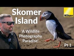 Wildlife Photography on Skomer Island Part 1