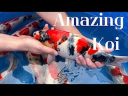 Amazing Quality Koi— ULTRA 4K 🙌🏽🇬🇧❤️