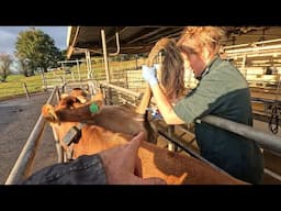 The Silent Killer, Testing For Johne's Disease