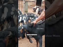കിലോയ്ക്ക് 320 രൂപയ്ക്ക് ആടുകളെ വാങ്ങാം|ഇതിലും കുറഞ്ഞ വിലക്ക് കേരളത്തിൽ എവിടെയും ആടുകളെ കിട്ടില്ല