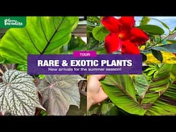 UK tropical garden & rare plant nursery tour