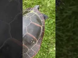 Be cautious on the roads for critters! And BE CAREFUL AND SAFE if you choose to help them #reptiles