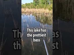 Seriously pretty bass! #bassfishing #fishing #fishingvideo