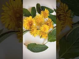 Dye with the Sun: Dandelions and Mint