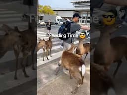 Feeding Deer at Nara Park. Their bite hurts a lot🦌😂 #japantrip #narapark #deerpark