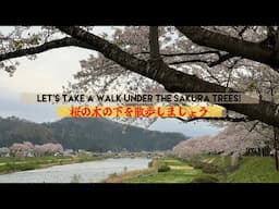 Let’s take a walk under the Sakura trees at Samurai Village | サムライビレッジの桜の木の下を散歩しましょう
