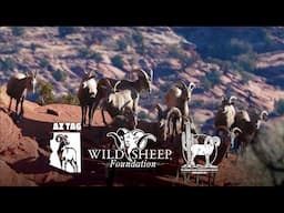 Arizona Rocky Mountain Bighorn Raffle Tag
