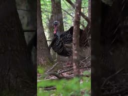Teds Redemption Gobbler  #hunting #turkeyhunting #gobbler #thehuntingpublic #thp