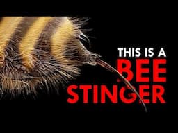 Why Do Bees Die After Stinging?