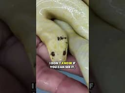 Rare Water Snake with a Twist...a Red Eye Albino #snake #shorts  #raresnakes