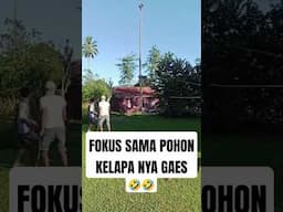 FOKUS SAMA POHON KELAPA NYA GAES #pohon #pohonkelapa #kelapa #rumah #ambruk #rusak #ngakak #kocak