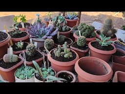 VAMOS REPLANTAR COMIGO morenaflor e cactos 🌵