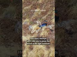 Pause. Screenshot! | Catch the Himalayan Monal in Action | @RoundglassSustain #shorts