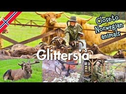 Glittersjå: Norway’s Hidden Mountain Farm You’ll Never Forget