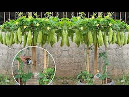 The secret to growing bitter melon with beer, lots of big fruit