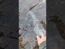 Very thin ice like glass!