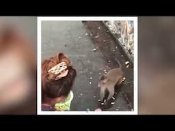 इन जानवरों का तो कोई जवाब नहीं ..रे भाई🤣 | Funny Animals videos in Hindi | Funny Monkey Videos