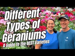 Different Types of Geraniums: A Guide to the BEST Varieties