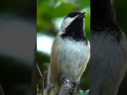 Black-capped Chickadee Song Battle | Nature’s Cutest Sing-Off