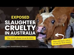 Exposed: Widespread cruelty in Tasmanian slaughterhouses